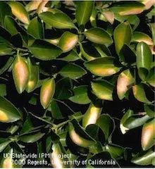 Sunburn damage on Euonymus. Copyright Regents of the University of California 2000.