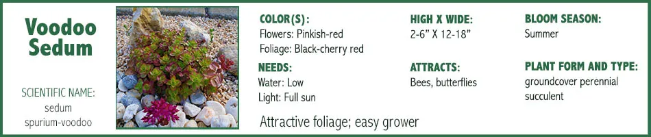 Voodoo Sedum