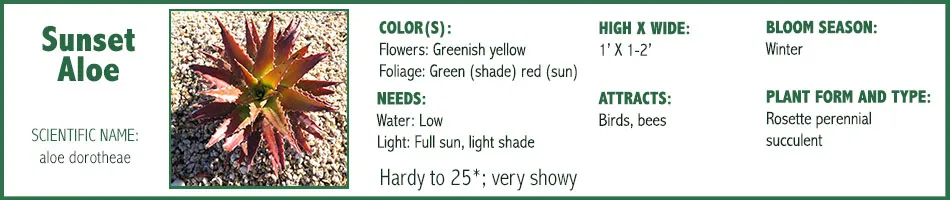 Sunset Aloe