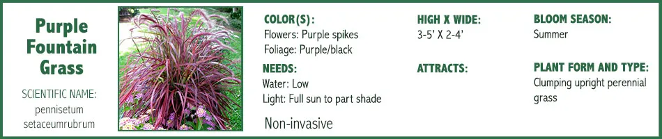 Purple Fountain Grass