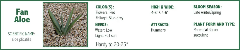 Fan Aloe