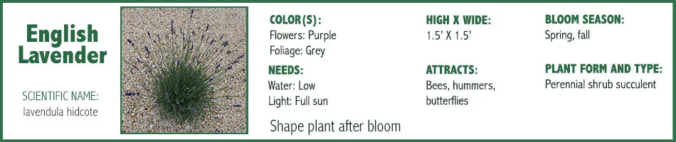 English Lavender