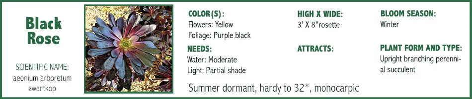 Black Rose