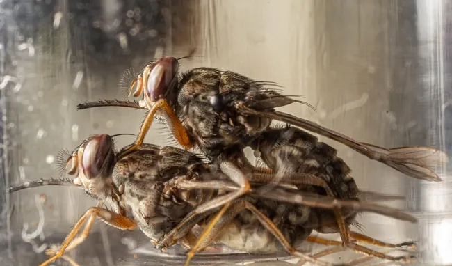Mating tsetse flies. (Photo by Geoffrey Attardo, UC Davis Department of Entomology and Nematology)