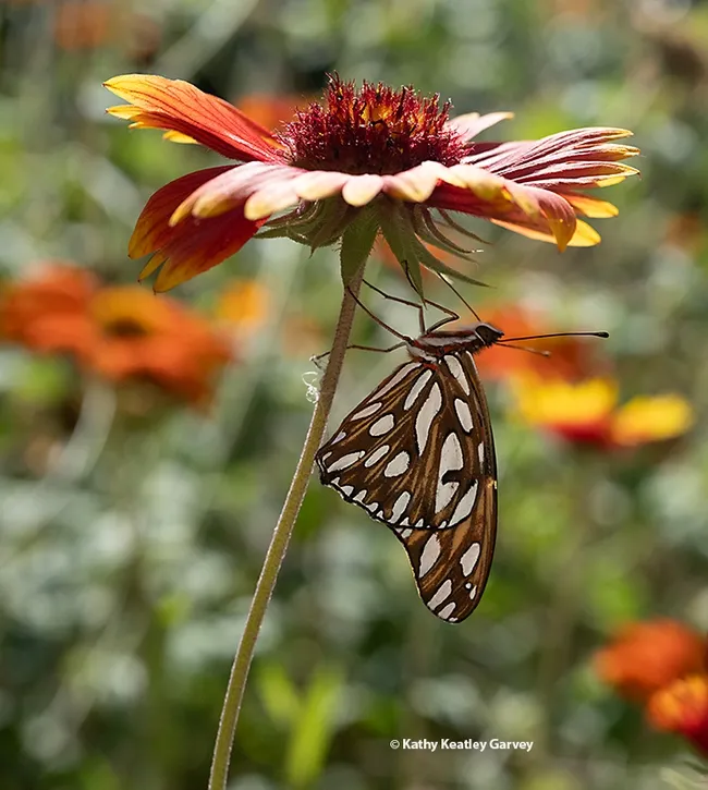 A Gulf Fritillary, Agraulis vanillae, clings to a blanket flower, Gaillardia. (Photo by Kathy Keatley Garvey)