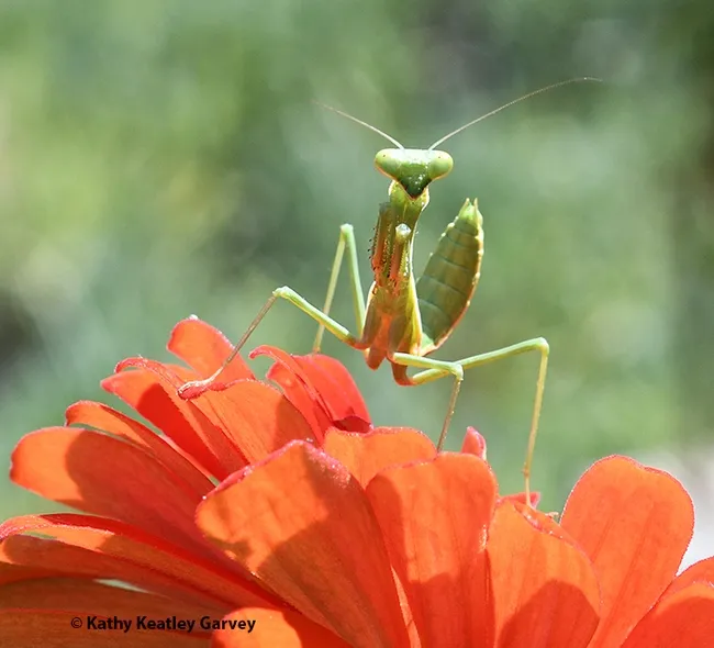 A praying mantis pretends to be a bodybuilder like Arnold Schwarzenegger. (Photo by Kathy Keatley Garvey)