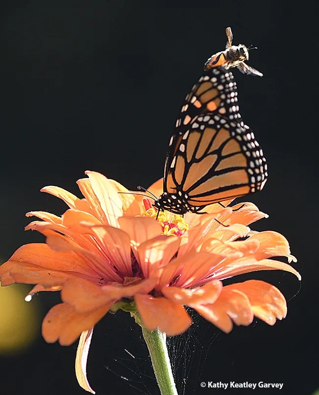 The honey bee buzzes the wings of the monarch hoping it will leave. (Photo by Kathy Keatley Garvey)