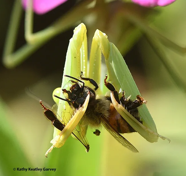 This praying mantis, Stagmomantis limbata, has just ambushed a honey bee and is grasping it in its spiked forelegs. There is no Harry Houdini-kind of escape. (Photo by Kathy Keatley Garvey)