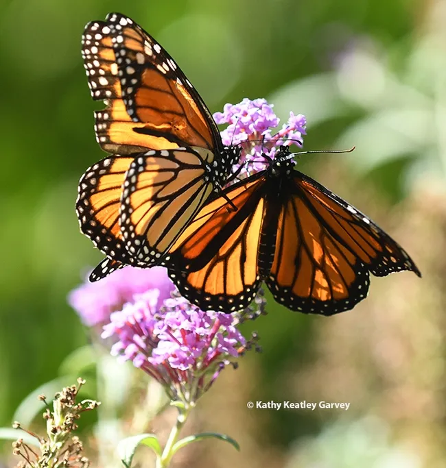 Two migrating monarchs land on a butterfly bush in Vacaville, Calif. to sip some nectar. (Photo by Kathy Keatley Garvey)