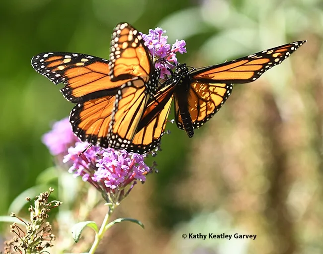 A kaleidoscope of orange and black as the two monarchs seek the same blossom. (Photo by Kathy Keatley Garvey)