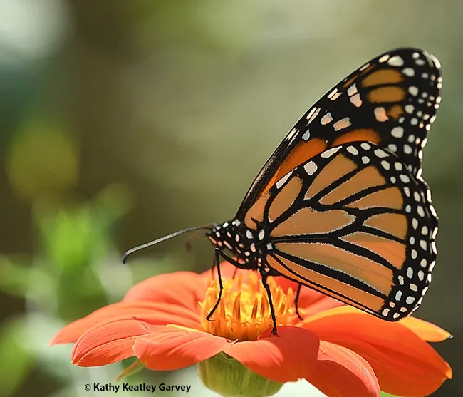 A male monarch nectaring on a Mexican sunflower, Tithonia rotundifola, in a Vacaville, Calif. garden. (Photo by Kathy Keatley Garvey)