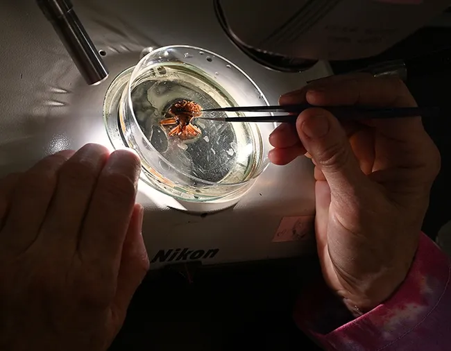 Sharon Lawler recently examined this giant water bug under her microscope in her Briggs Hall lab. (Photo by Kathy Keatley Garvey)