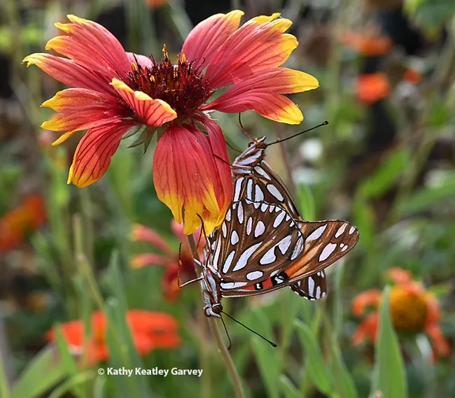 A two-headed butterfly? No, a male and female Gulf Fritillary, Agraulis vanillae, keeping busy on a Gaillardia or blanket flower. The butterflies are also known as "passion butterflies." Their host plant is the passionlower vine, Passiflora. (Photo by Kathy Keatley Garvey)
