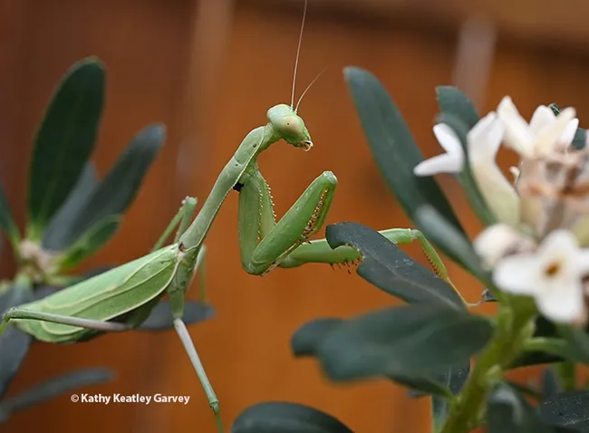 "Oh, no!" Ms. Mantis tells the photographer. "I would never think of catching a bee! I'm...ahem...allergic to bees. Yes, that's it. I'm ALLERGIC to bees. I'm just...ahem...doing my morning exercises. Gotta stay in shape." (Photo by Kathy Keatley Garvey)