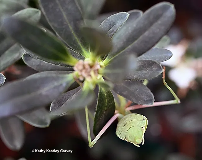 Ms. Mantis spots a bee below the daphne. "Gotta go do my floor exercises now. Yes, that's it. My floor exercises!" (Photo by Kathy Keatley Garvey)