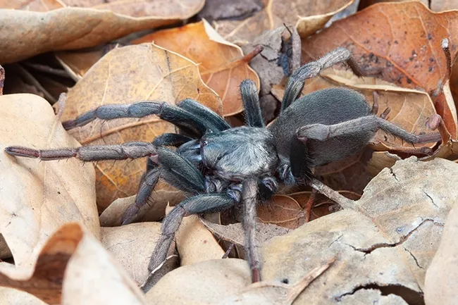 This is a Calisoga spider that Rodrigo Monjaraz-Ruedas will discuss at the UC Davis Department of Entomology and Nematology seminar on Oct. 30. (Photo by arachnologist Marshal Hedin, San Diego State University)
