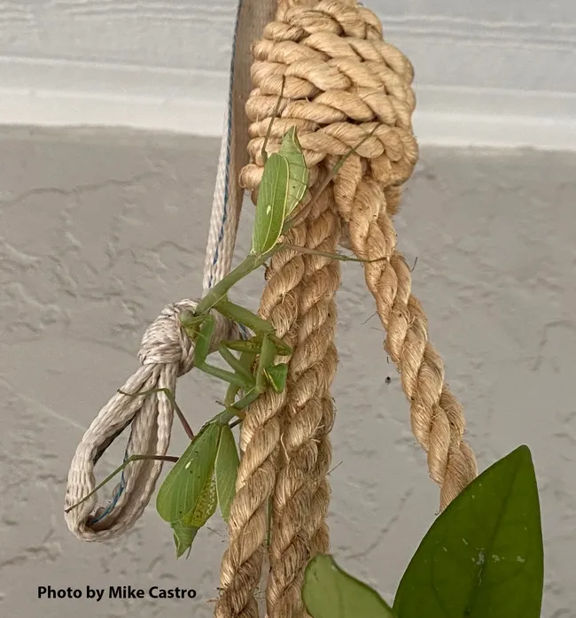 Two female praying mantes, Stagmomantis limbata, encounter one another on a potted plant in Vacaville. (Cell phone image by Mike Castro)