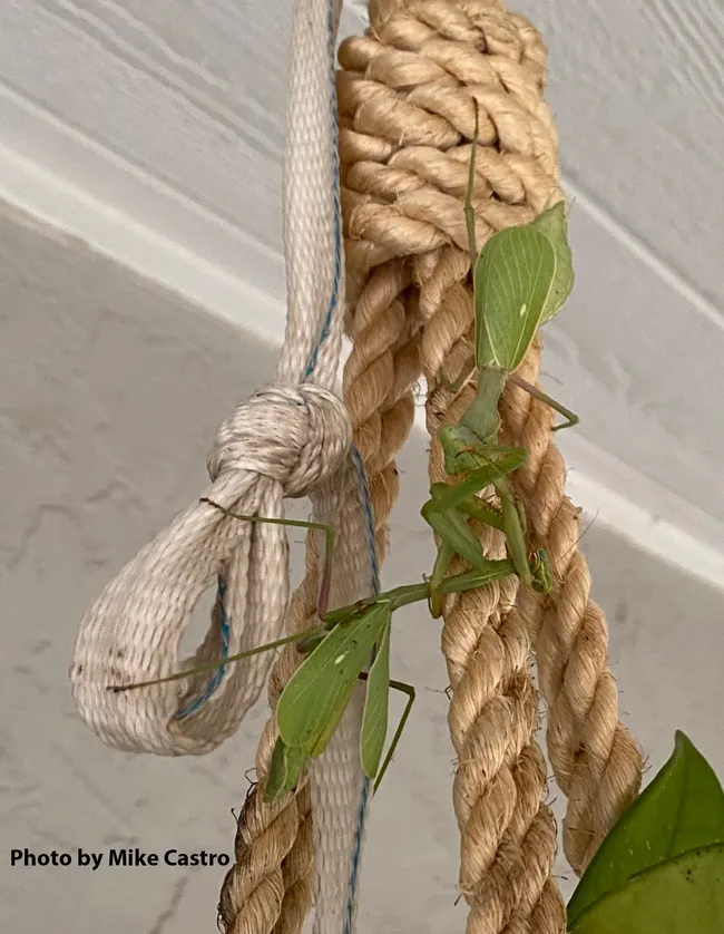 The praying mantis battle turns vicious, as a battle royale begins. (Cell phone image by Mike Castro)