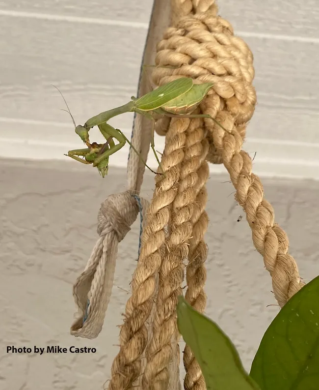 The winning mantis eating the loser's head. (Cell phone image by Mike Castro)