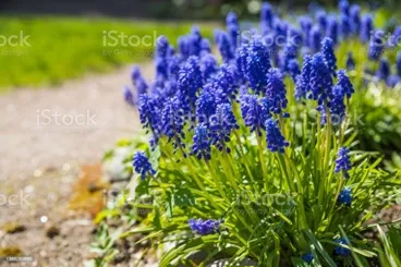 istockphoto.com free photo (grape hyacinth/Muscari)