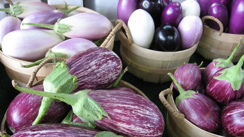 Eggplants1_112023