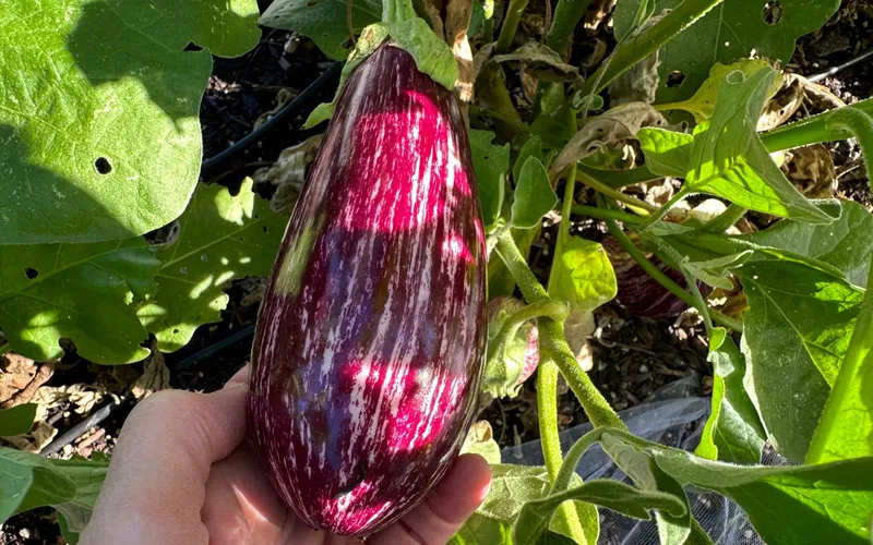 Eggplants3_112023