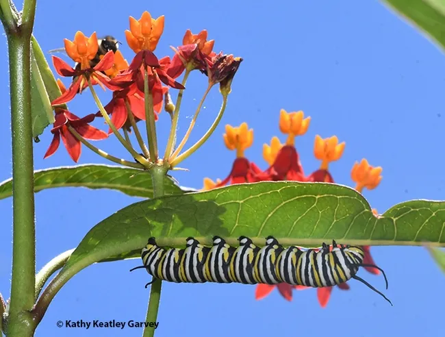 A monarch caterpillar and a bee on a tropical milkweed, Asclepias curassavica, in a Vacaville garden. (Photo by Kathy Keatley Garvey)