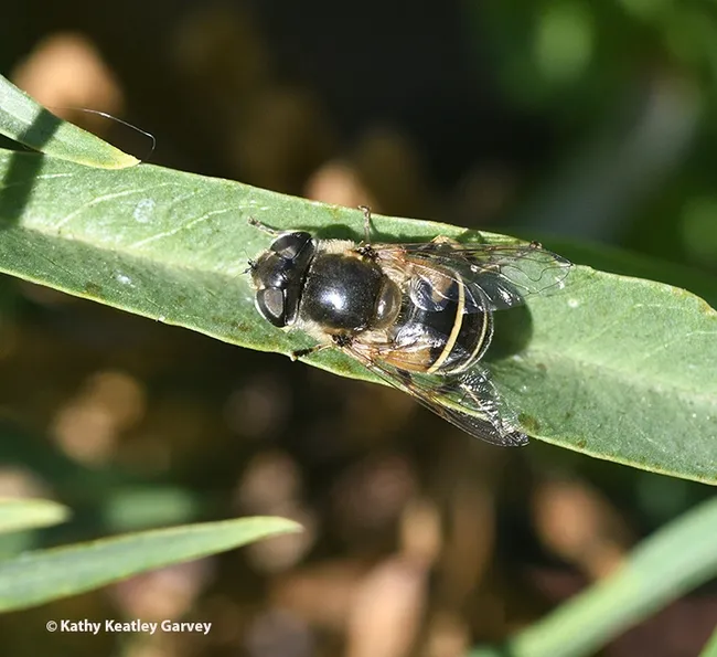 A dorsal view of a syprhid fly sunning itself on a leaf. (Photo by Kathy Keatley Garvey)