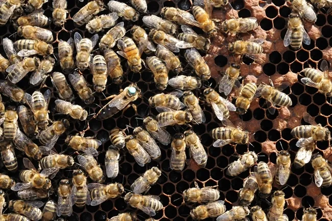 Honey bees at work in the hive. (Photo by Kathy Keatley Garvey)