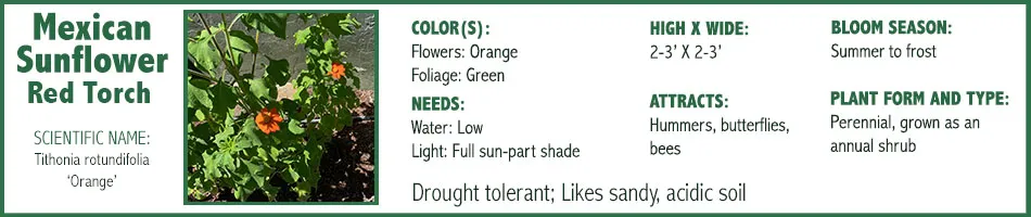 Mexican Sunflower Red Torch