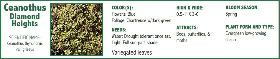 Ceanothus D Heights