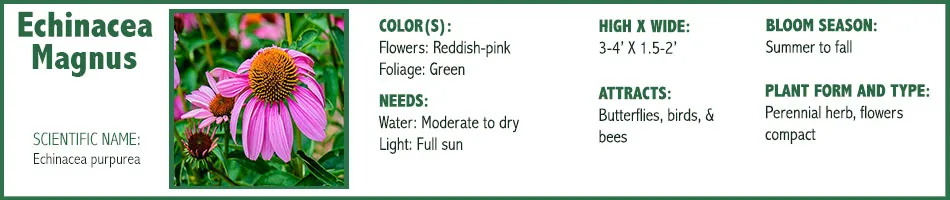 Echinacea Magnus