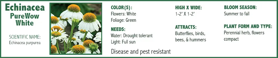 Echinacea PureWow White