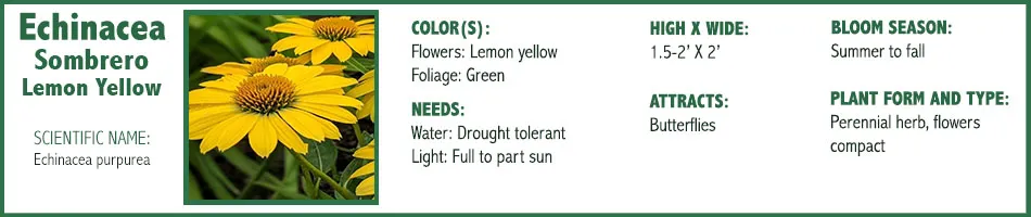 Echinacea Sombrero Yellow