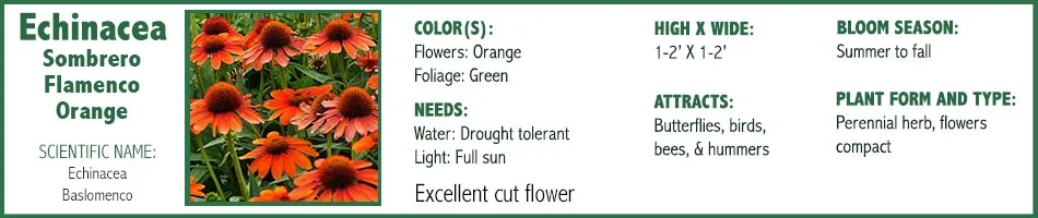 Echinacea Sombrero Flamenco Orange