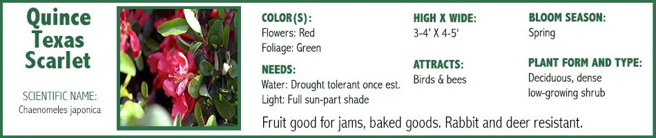 Quince Texas Scarlet