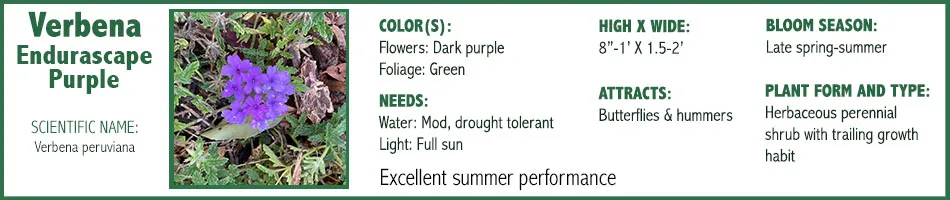 Verbena Endurascape Purple