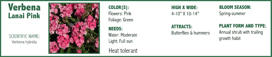Verbena Lanai Pink