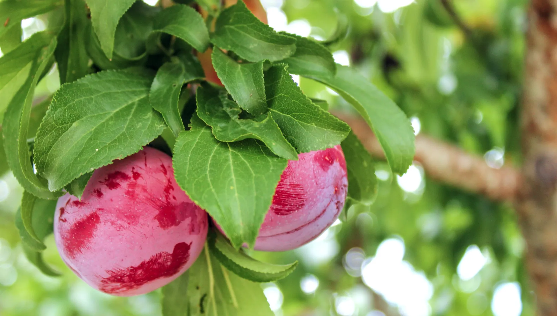 bruno-miguel-hjX5kq7Ji7I-unsplash