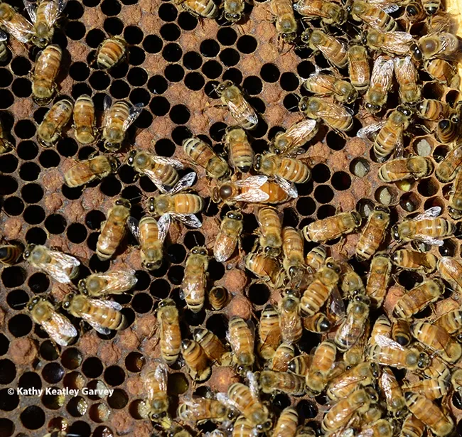 A look inside a bee hive. (Photo by Kathy Keatley Garvey)