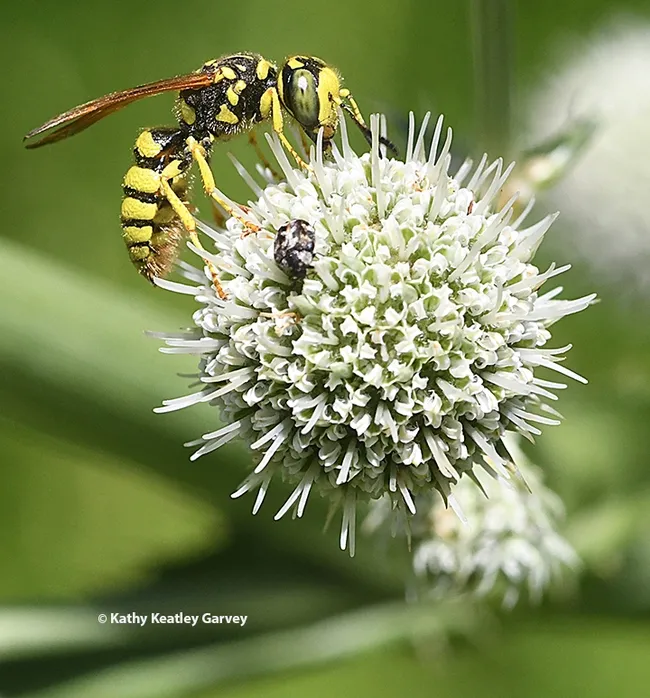 A crabronid wasp or beewolf in the genus Philanthus foraging on a pineapple sea lily (Eryngium horrium) in Vacaville. (Photo by Kathy Keatley Garvey)