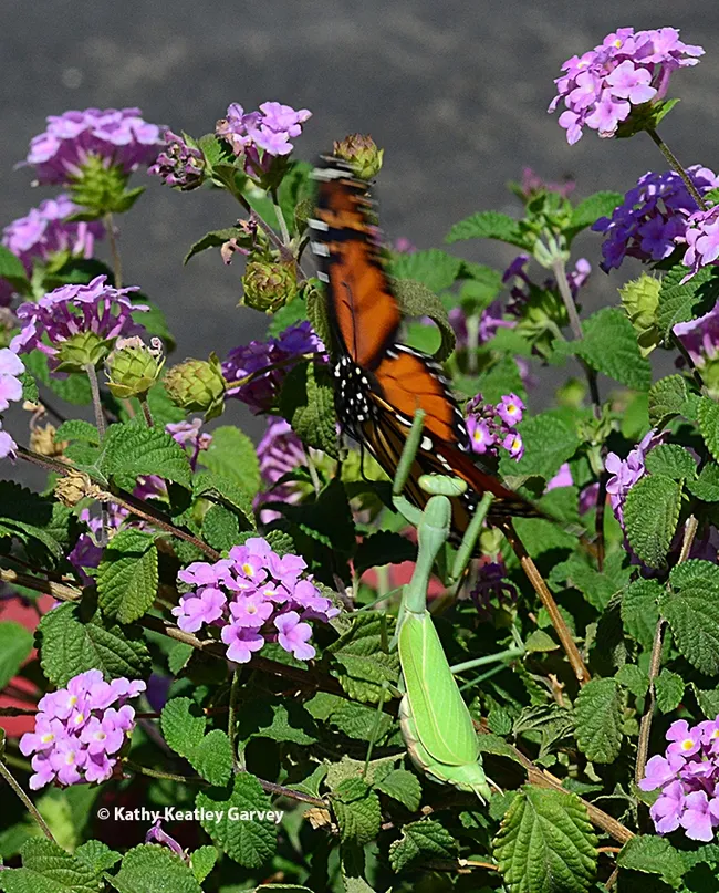 A female praying mantis, Stagmomantis limbata, ambushes the monarch. (Photo by Kathy Keatley Garvey)