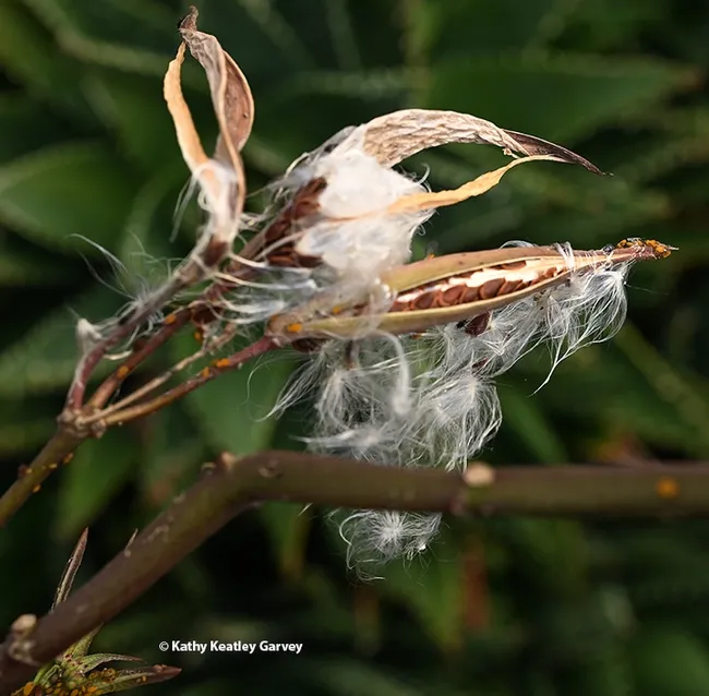Milkweed going to seed on Dec. 8, 2023 in a Vacaville garden. (Photo by Kathy Keatley Garvey)