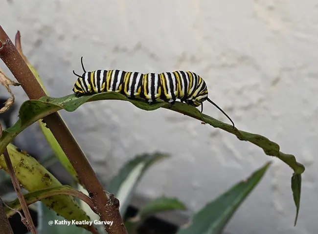 A monarch caterpillar, the result of fall breeding in Vacaville, Calif. (Photo by Kathy Keatley Garvey)