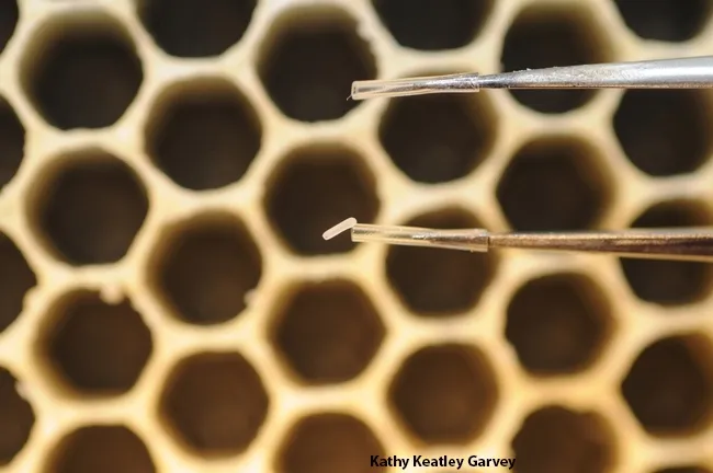 Over the next six days, a tiny egg will soar to 120 mg. (Photo by Kathy Keatley Garvey)