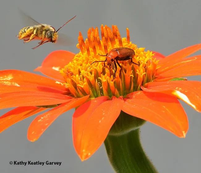 A male Melissodes agilis targeting a meloid beetle on a Tithonia in a Vacaville garden. (Photo by Kathy Keatley Garvey)