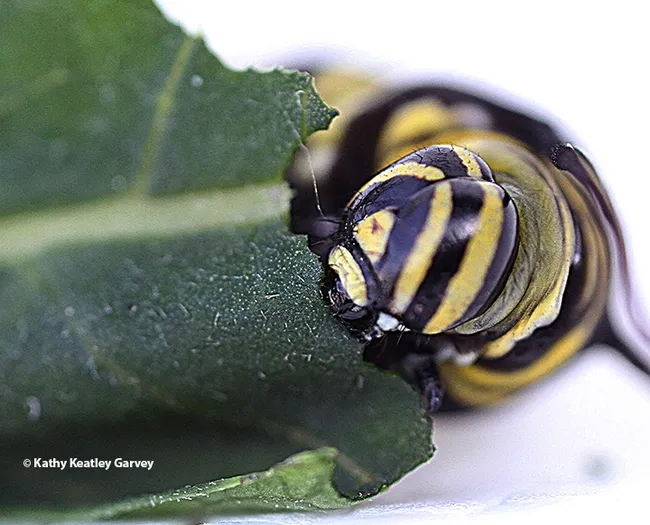 Close-up of a monarch munching milkweed in a Vacaville garden. (Photo by Kathy Keatley Garvey)