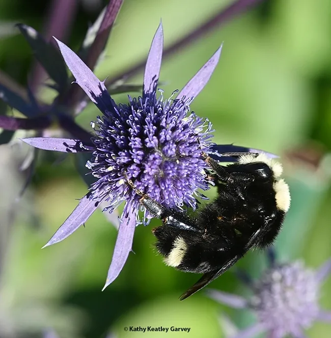 A yellow-faced bumble bee, Bombus vosnesenskii, forages on Eryngium amethystinum, a genus that belongs to the carrot family, Apiaceae. (Photo by Kathy Keatley Garvey)