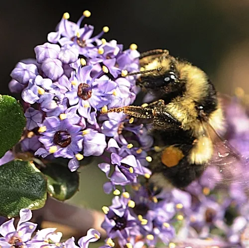 A black-tailed bumble bee, Bombus melanopygus, nectaring on ceanothus. (Photo by Kathy Keatley Garvey)