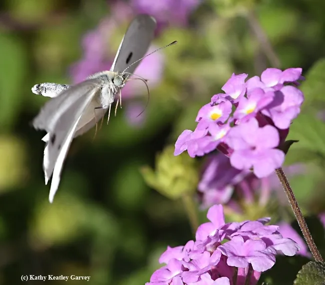 Cabbage white butterfly flutters toward lantana in a Vacaville garden. (Photo by Kathy Keatley Garvey)